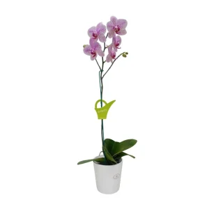 Orquídea "GOTTEBORG" Mediana