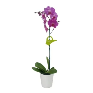 Orquídea "MILWAKEE" Mediana