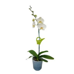 Orquídea "Cambridge" Mediana