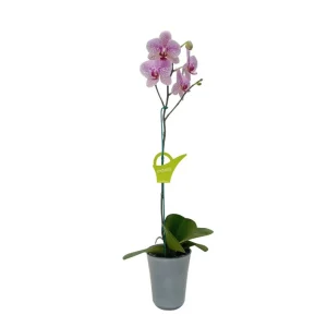 Orquídea "GOTTEBORG" Mediana