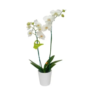 Orquídea "CAMBRIDGE" 2 Varas