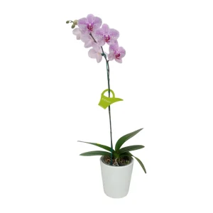 Orquídea "GOTTEBORG" Mediana