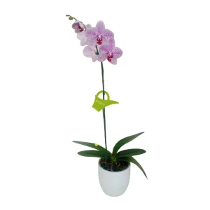Orquídea "GOTTEBORG" Mediana