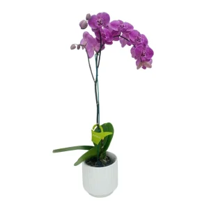 Orquídea "PINK LEOPARD" con varas laterales