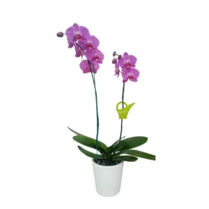 Orquídea "MILWAKEE" 2 varas