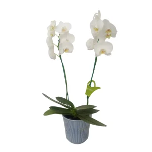 Orquídea "Cambridge" 2 varas Premium