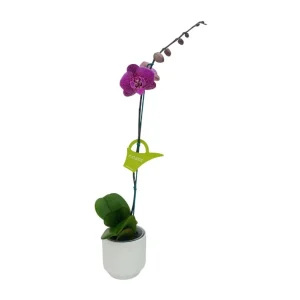 Orquídea "PINK LEOPARD" Mediana