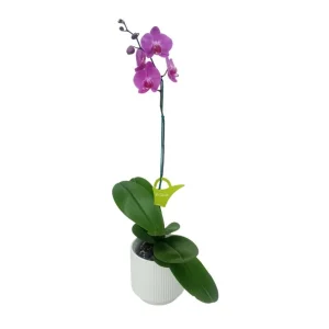 Orquídea "MILWAKEE" Mediana