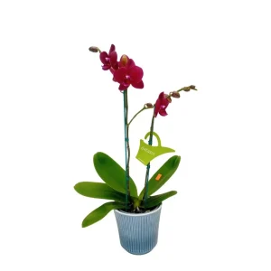 Orquídea «Nice» 2 varas