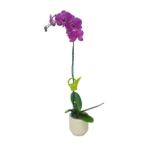 Orquídea "PINK LEOPARD" Mediana