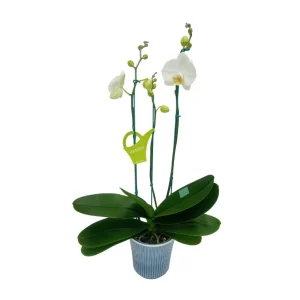 Orquídea "Cambridge" 3 varas Premium