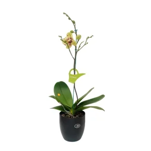 Orquídea "Pescara" Mediana con varas laterales