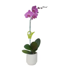 Orquídea "MILWAKEE" Mediana