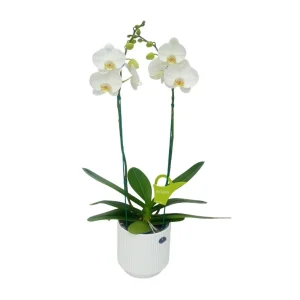 Orquídea "Cambridge" 2 varas Premium