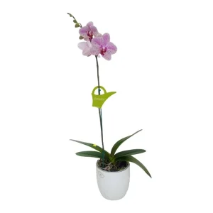Orquídea "GOTTEBORG" Mediana