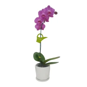 Orquídea "MILWAKEE" Mediana