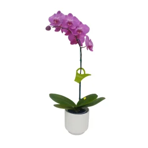Orquídea "MILWAKEE" Mediana