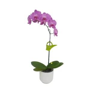 Orquídea "MILWAKEE" Mediana