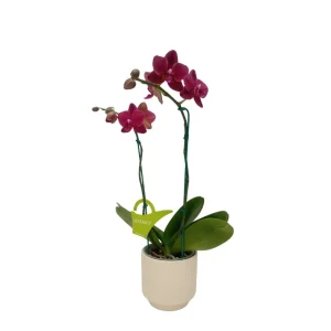 Orquídea «Nice» 2 varas