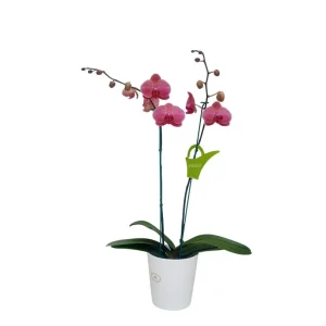 Orquidea "LOVE DAY" 2 varas