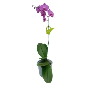 Orquídea "MILWAKEE" Mediana