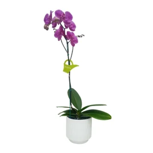 Orquídea "PINK LEOPARD" con varas laterales