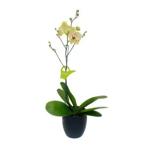 Orquídea "Pescara" con varas laterales