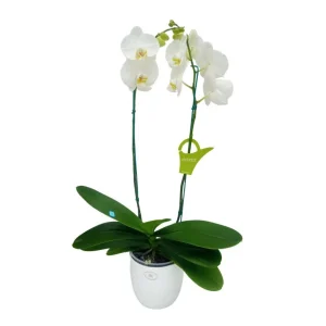 Orquídea "Cambridge" 2 varas Premium