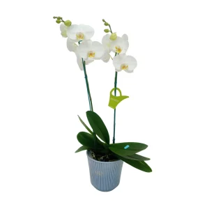 Orquídea "Cambridge" 2 varas Premium
