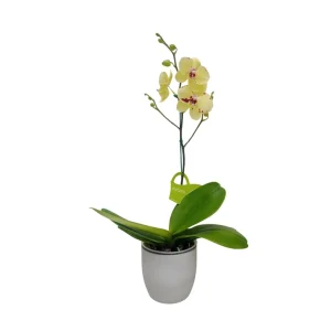 Orquídea "Pescara" con varas laterales