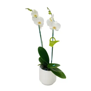 Orquídea "Cambridge" 2 varas Premium