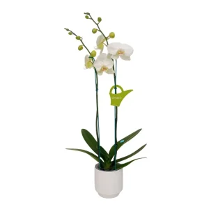 Orquídea "Cambridge" 2 varas Premium