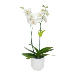 Orquídea "Cambridge" 2 varas Premium