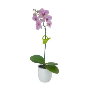 Orquídea "GOTTEBORG" Mediana