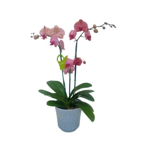 Orquidea "LOVE DAY" 3 varas Premium