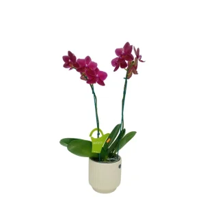 Orquídea «Nice» 2 varas