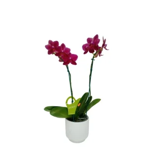 Orquídea «Nice» 2 varas