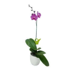 Orquídea "MILWAKEE" Mediana