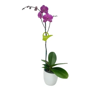 Orquídea "PINK LEOPARD" con varas laterales