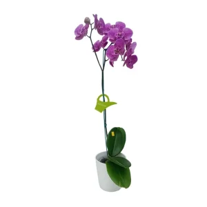 Orquídea "PINK LEOPARD" Mediana