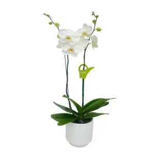 Orquídea "Cambridge" 2 varas Premium
