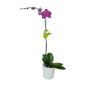 Orquídea "PINK LEOPARD" Mediana