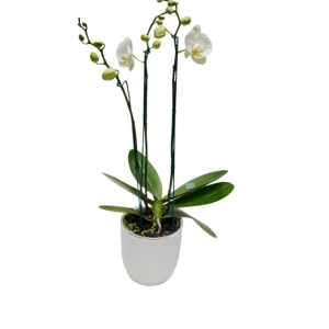 Orquídea "CAMBRIDGE" 3 varas