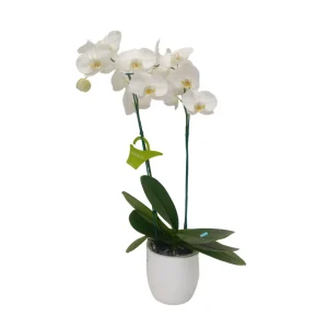 Orquídea "Cambridge" 2 varas Premium