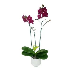 Orquídea «Montreux» 3 varas Premium