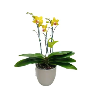 Orquidea "FERLA" 3 varas Super Premium
