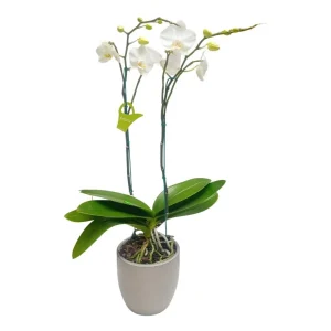 Orquidea "Cambridge" 2 Varas Super Premium