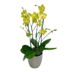 Orquídea "Savona" 5 Varas Super Premium