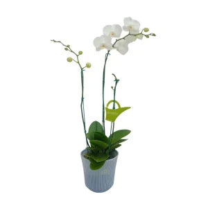 Orquídea "Cambridge" 3 varas Premium