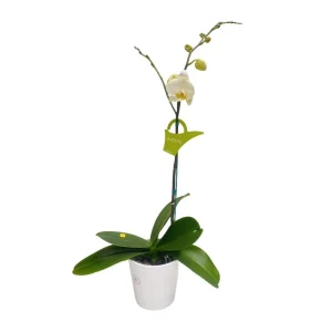 Orquídea "Cambridge" Mediana